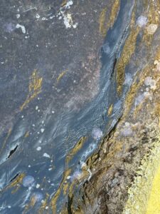 Un mare di meduse nel porto di Tricase: bagno impossibile in qualsiasi zona. È l’ennesima invasione sull’Adriatico, dopo Rimini e Riccione - Corriere Salentino