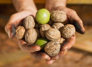 Torna la “Sagra de lu Noce” di Nociglia: il 26 e 27 luglio la XVII edizione
