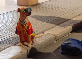 Vestito di tutto punto sotto il sole cocente, la storia infinita del cagnolino sfruttato per l’elemosina in via Trinchese