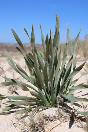 Ispettori ambientali al lavoro a Porto Cesareo - Corriere Salentino