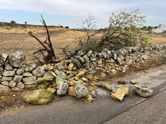 Maltempo, tornado e grandine si abbattono su vigneti e oliveti a Taranto. Bollettino di guerra in campagna - Corriere Salentino