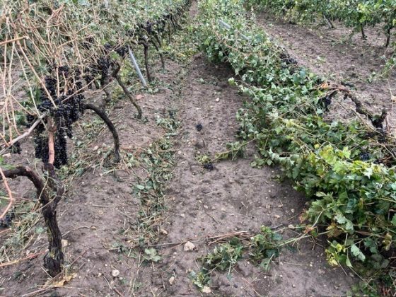 Maltempo, tornado e grandine si abbattono su vigneti e oliveti a Taranto. Bollettino di guerra in campagna - Corriere Salentino