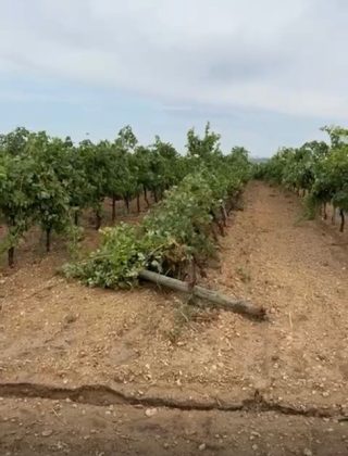 Maltempo, tornado e grandine si abbattono su vigneti e oliveti a Taranto. Bollettino di guerra in campagna - Corriere Salentino