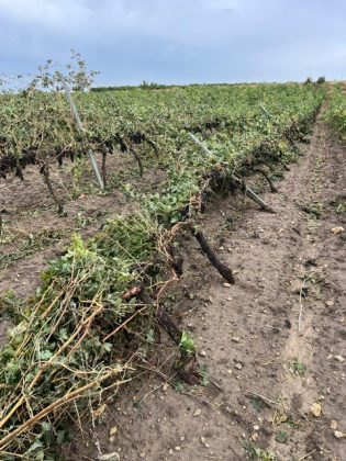 Maltempo, tornado e grandine si abbattono su vigneti e oliveti a Taranto. Bollettino di guerra in campagna - Corriere Salentino