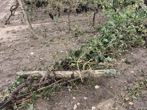 Maltempo, tornado e grandine si abbattono su vigneti e oliveti a Taranto. Bollettino di guerra in campagna - Corriere Salentino
