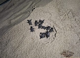 Sessanta tartarughine Caretta caretta corrono verso il mare: nuova schiusa nella Riserva marina di Porto Cesareo