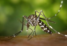 da west nile a malaria, servono più sorveglianza e disinfestazioni Salute - Corriere Salentino