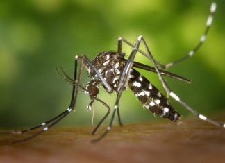 Secondo caso West Nile nel Foggiano,infetto un altro cavallo