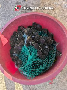 Nardò, sequestrati 350 ricci di mare: multa da 2.000 euro a un pescatore subacqueo - Corriere Salentino
