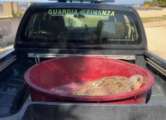 Dal salvataggio alla libertà: due tartarughe marine tornano a nuotare nel mare di Gallipoli