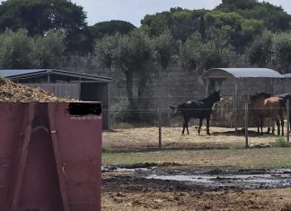 Piscine, bar e area giochi senza permessi, sequestrata azienda-maneggio sulla Lecce-San Cataldo e denunciato un 66enne