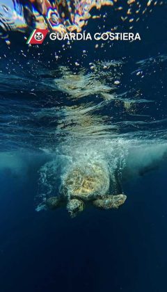 Rilasciate in mare quattro tartarughe marine in collaborazione con il Centro Recupero di Calimera - Corriere Salentino
