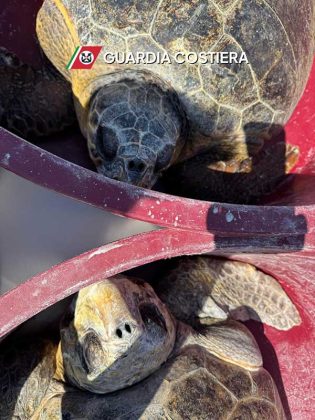 Rilasciate in mare quattro tartarughe marine in collaborazione con il Centro Recupero di Calimera - Corriere Salentino