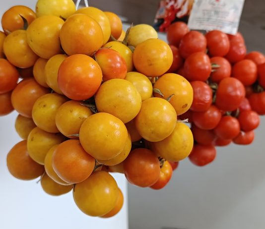 Eccellenze gastronomiche salentine: I pomodori da pennula o di “mpisa”