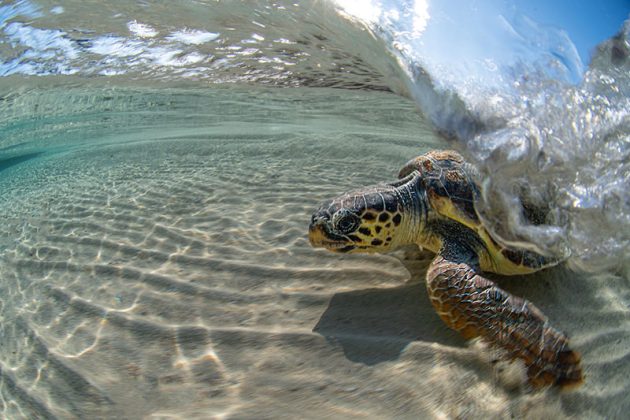 Area Marina Protetta Porto Cesareo: due tartarughe Caretta caretta tornano a casa - Corriere Salentino