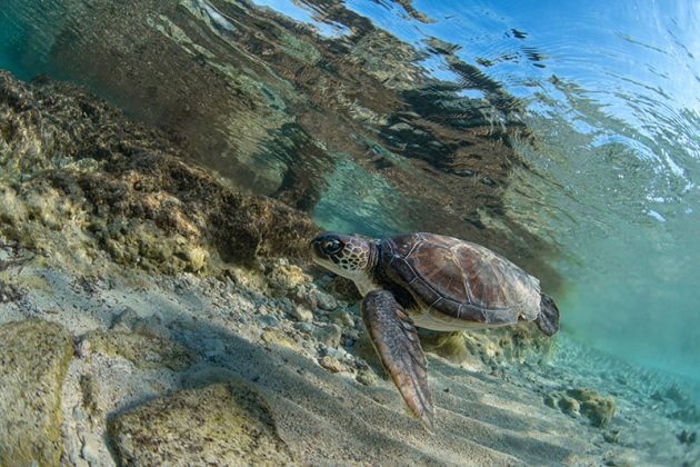 Area Marina Protetta Porto Cesareo: due tartarughe Caretta caretta tornano a casa - Corriere Salentino