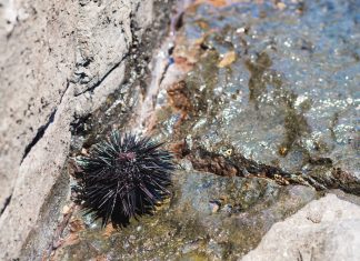 Stop alla pesca dei ricci, Coldiretti Puglia: “Aiuti in arrivo, ma servono tracciabilità e regole più chiare”