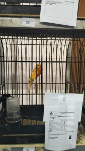 “In volo” a Carmiano, la mostra ornitologica che ha incantato bambini, appassionati e curiosi. La "scoperta" del "canarino salentino" - Corriere Salentino