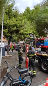 Crolla un grosso ramo, ancora problemi con le alberature a Lecce - Corriere Salentino