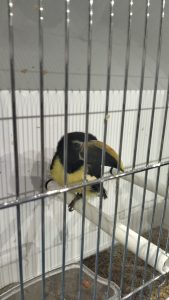 “In volo” a Carmiano, la mostra ornitologica che ha incantato bambini, appassionati e curiosi. La "scoperta" del "canarino salentino" - Corriere Salentino