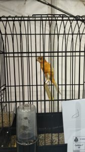 “In volo” a Carmiano, la mostra ornitologica che ha incantato bambini, appassionati e curiosi. La "scoperta" del "canarino salentino" - Corriere Salentino