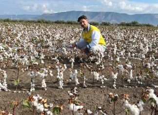 Al via la raccolta del cotone 100% italiano in Puglia