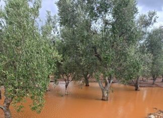Maltempo, bollettino di guerra in agro di Ostuni dopo vento grandine e violenta bomba d’acqua