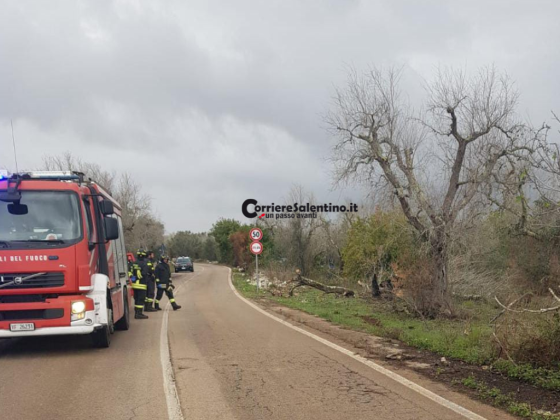 Tragedia sulla Cursi-Bagnolo: auto si schianta contro un ulivo, un morto - Corriere Salentino