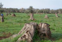 Ambiente - Corriere Salentino