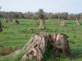 agricoltura: congedo, con il ddl coltivaitalia risorse e commissario straordinario per superare l’emergenza xylella Ambiente - Corriere Salentino