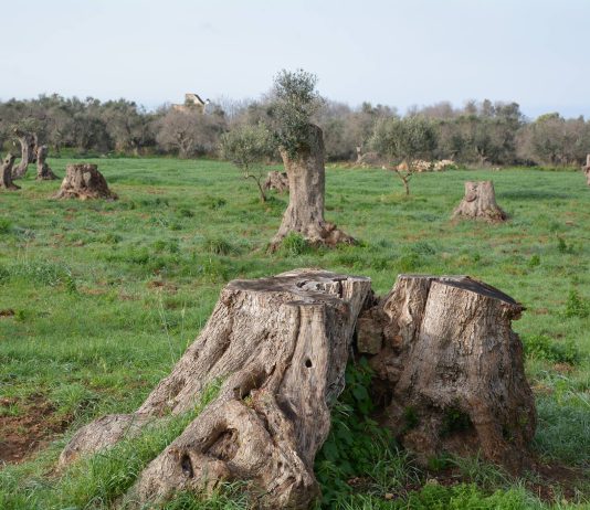 Istituzioni ed aziende agricole unite contro la Xylella
