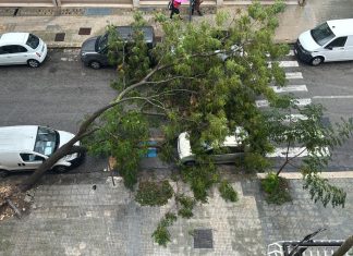 Maltempo a Lecce, albero cade e danneggia veicoli parcheggiati. Nessun ferito