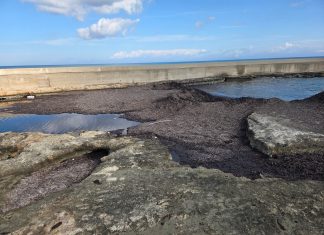 La darsena di San Cataldo bloccata dalle alghe, gli assegnatari dei posti barca vogliono trascinare il Comune in tribunale