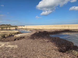 La darsena di San Cataldo bloccata dalle alghe, gli assegnatari dei posti barca vogliono trascinare il Comune in tribunale - Corriere Salentino