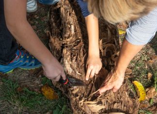 Scuola, WWF: premiate le classi vincitrici del contest Urban Nature 24/25