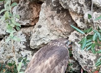 Cras: Il bracconaggio devasta la fauna, l’ambiente e l’immagine del Salento