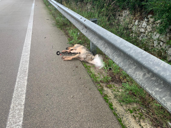 Lupa travolta sulla Lecce–San Cataldo: così muore la nostra fauna - Corriere Salentino