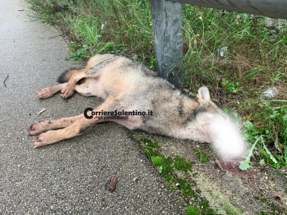 Lupa travolta sulla Lecce–San Cataldo: così muore la nostra fauna - Corriere Salentino