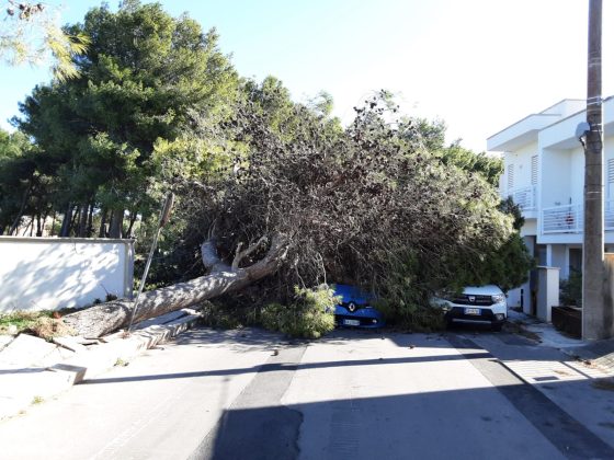 Crolla un grosso pino su due auto, una era in corsa: una donna ferita, trasportata in ospedale in codice giallo - Corriere Salentino