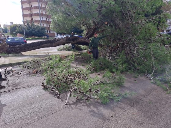 Crolla un altro grosso albero di pino, questa volta in via Siracusa. A Borgo Piave viene giù un grande ramo di pino - Corriere Salentino