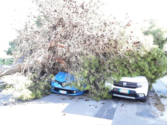 Crolla un grosso pino su due auto, una era in corsa: una donna ferita, trasportata in ospedale in codice giallo - Corriere Salentino