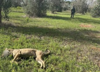Castiglione d’Otranto, lupo ucciso a fucilate: 67enne rinviato a giudizio