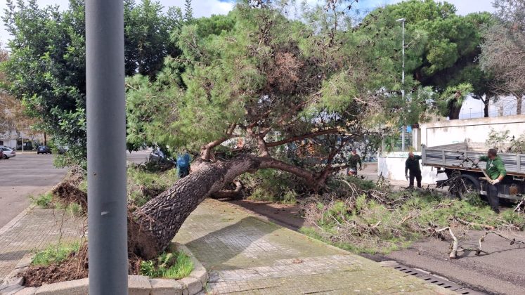 Crolla un altro grosso albero di pino, questa volta in via Siracusa. A Borgo Piave viene giù un grande ramo di pino - Corriere Salentino