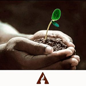 Adamo Caffè: la tradizione della tostatura a legna che dà valore al gusto - Corriere Salentino