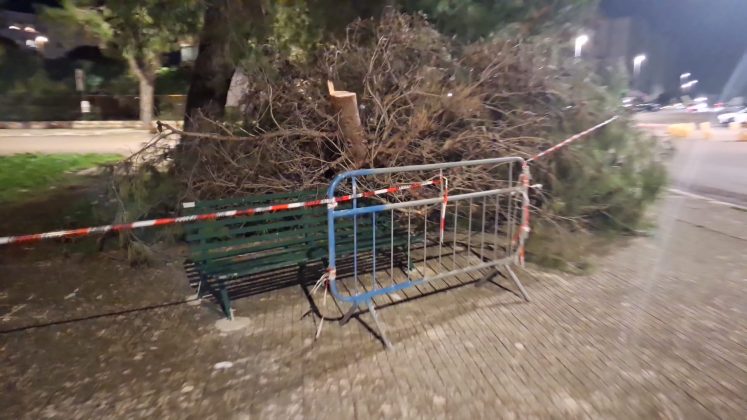Crolla un altro grosso albero di pino, questa volta in via Siracusa. A Borgo Piave viene giù un grande ramo di pino - Corriere Salentino