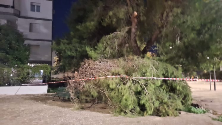 Crolla un altro grosso albero di pino, questa volta in via Siracusa. A Borgo Piave viene giù un grande ramo di pino - Corriere Salentino