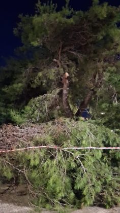 Crolla un altro grosso albero di pino, questa volta in via Siracusa. A Borgo Piave viene giù un grande ramo di pino - Corriere Salentino