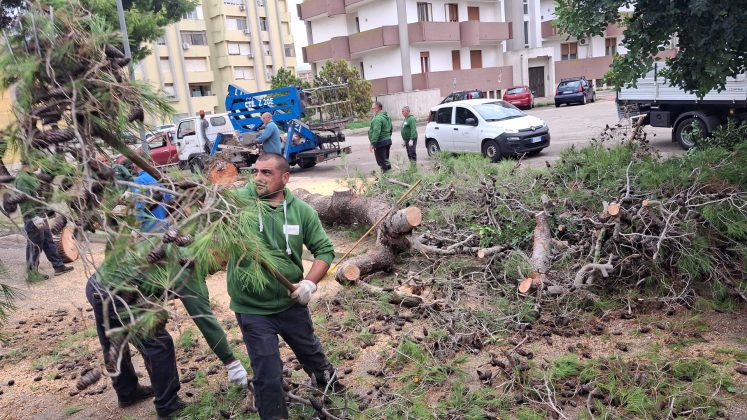 Crolla un altro grosso albero di pino, questa volta in via Siracusa. A Borgo Piave viene giù un grande ramo di pino - Corriere Salentino