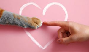 Rifugio emotivo di un’epoca, i pet. La verità dietro un nuovo affetto sociale. Meglio gli animali che gli umani? - Corriere Salentino