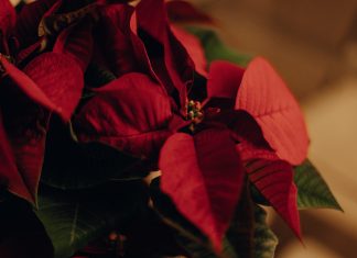 La Stella di Natale, ecco per quale motivo la regaliamo durante questa festa